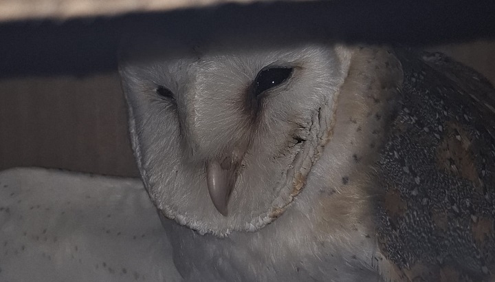 Des nouvelles de notre centre de sauvegarde des rapaces tarnais